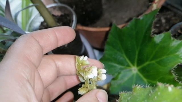 ?Мои комнатные цветы.?Обзор восточного подоконника.?Обзор нового держателя для телефона.?Март 2021? смотреть онлайн