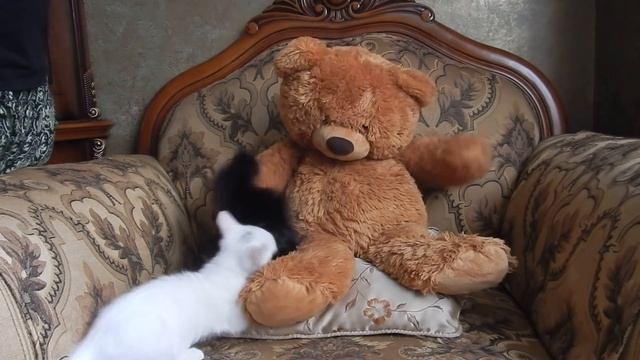 Как растет кот .Год жизни за 5 минут видео смотреть онлайн