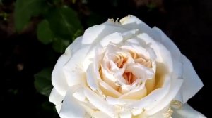 Обзор: Роза - Уайт Охара (Белый ангел)