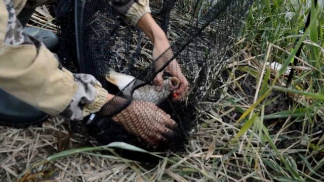 Шикарное закрытие карпового сезона 2018! смотреть онлайн