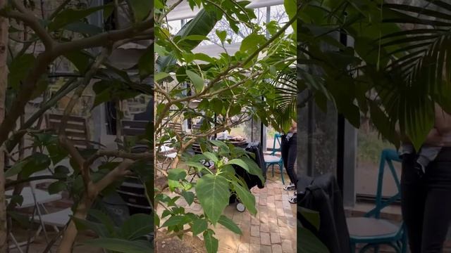 Кофейня с фотозонами / Красивая корейская кофейня с теплицей смотреть онлайн