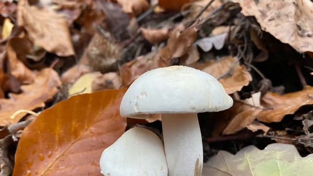 Стих: глаголы вечной жизни смотреть онлайн