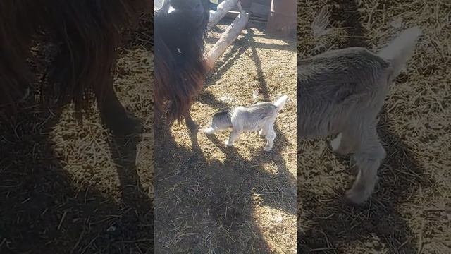 маленький козлик. будни в деревне смотреть онлайн