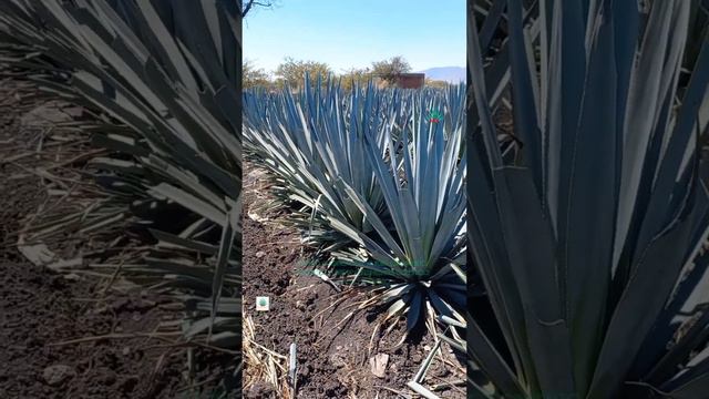 Huerta, extracción de Hijuelos смотреть онлайн