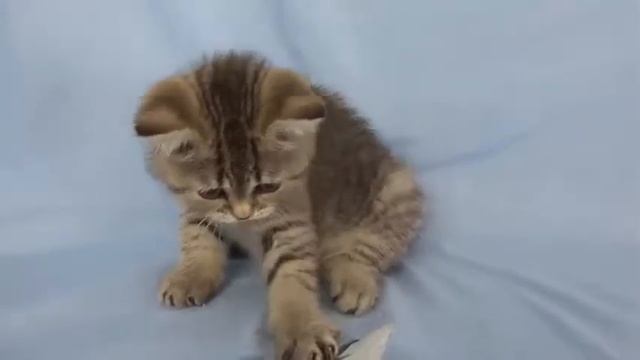 Brown Tabby British shorthair Paxton смотреть онлайн