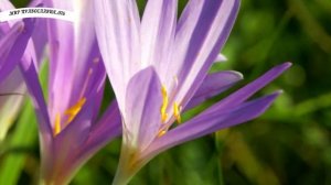 Утром откройте окно и включите эту сильную молитву. Утренняя молитва для очистки