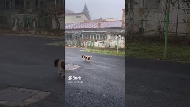 Румыния, это отель в Брашове. Вид из окна, собака