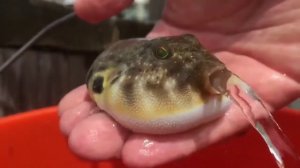 рыба фугу выплёвывает воду 🤣