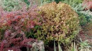 Сад, который радует глаз круглый год. Ландшафтный дизайн своими руками.