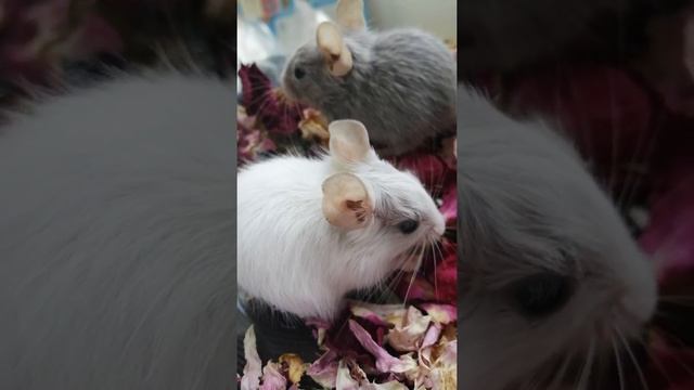 Дегу лилового окраса, питомник Miris. Мальчик выиграл) смотреть онлайн