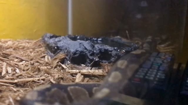 Day 2 - Ball Python смотреть онлайн