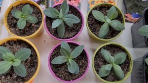 Выращивание Эустомы из семян в домашних условиях. Как выглядит Эустома в возрасте 3 месяцев.