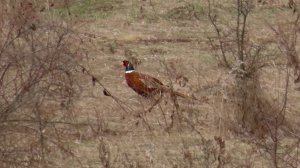 Фазан и его курочка кормятся. Дрозд 06.04.24