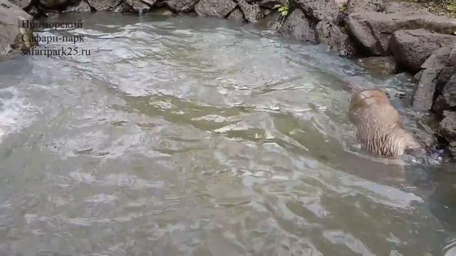 ЗУБАРИК И СТРУЯ смотреть онлайн