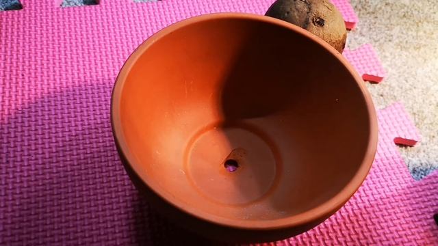 How to wake up a Stephania erecta caudex (planting up) смотреть онлайн