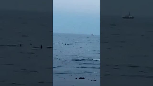 Семья косаток подплыла очень близко к берегу в Пригородном смотреть онлайн