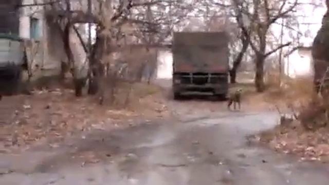 Подавление собаки взглядом смотреть онлайн