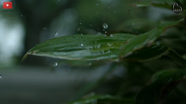 Let It Rain - Romantic Piano With Soothing Nature Sounds of Rain and Birds 🍁🌧 смотреть онлайн
