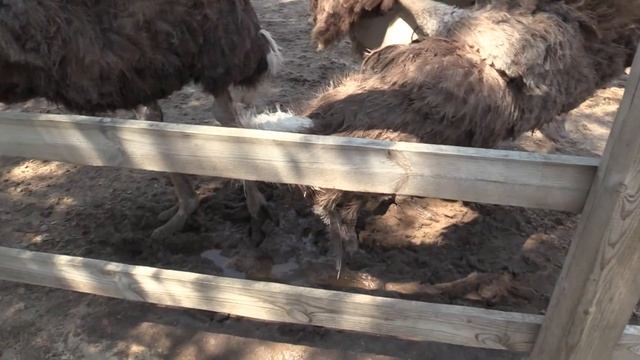 СТРАУСИНАЯ ФЕРМА «ДОЛИНА СТРАУСОВ». ЯСНОГОРОДКА (Ostrich Farm. Yasnogorodka. Ukraine) (2) смотреть онлайн