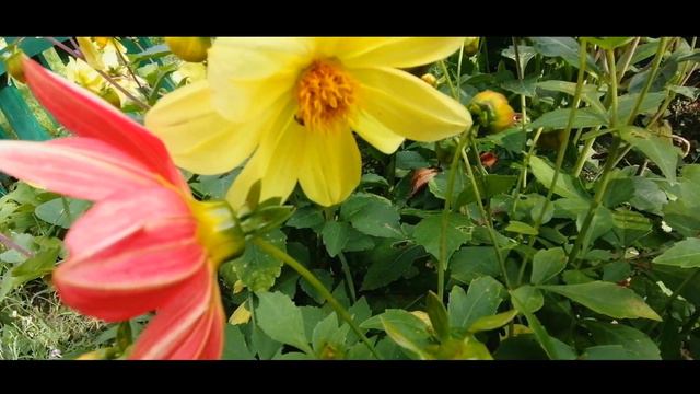 ГЕОРГИНА Однолетняя из семян. Неприхотливые цветы: и в жару, и после дождя выглядят прекрасно! смотреть онлайн