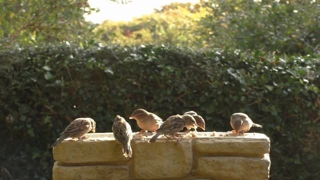 Cat Games - A Game for Cats to Follow The Birds on The Wall ⭐ 8 HOURS ⭐ смотреть онлайн