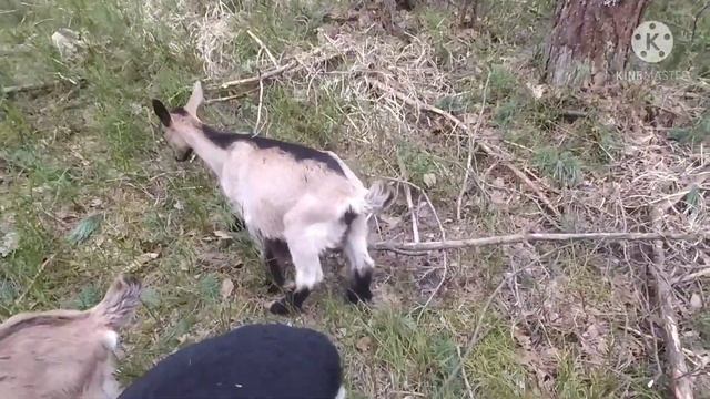 Берём козлят на выпас. Исправляем ошибки смотреть онлайн