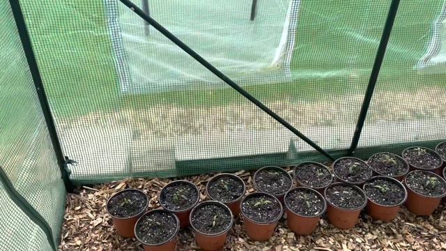 Potting up my Tomato Seedlings and Introducing Them to my Greenhouse смотреть онлайн