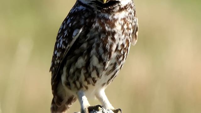 Little Owl Sounds and Pictures смотреть онлайн