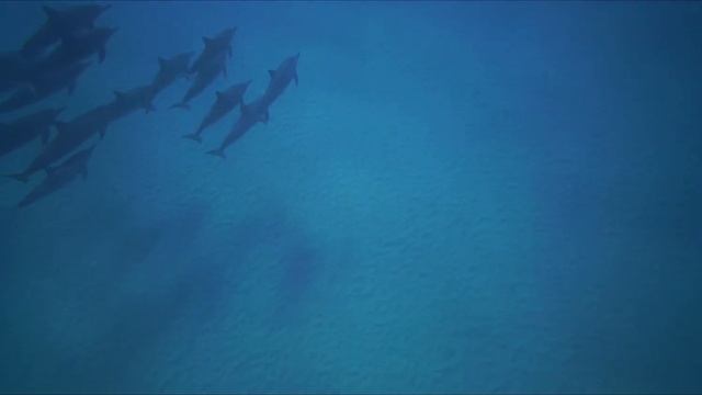 ЗВУКИ ДЕЛЬФИНОВ/Relaxing Music Dolphins Sounds/ASMR/МЕДИТАЦИЯ/Музыка для сна смотреть онлайн