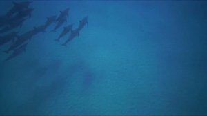 ЗВУКИ ДЕЛЬФИНОВ/Relaxing Music Dolphins Sounds/ASMR/МЕДИТАЦИЯ/Музыка для сна