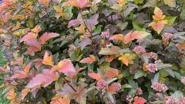 Ninebark 'Amber Jubilee' (Physocarpus Opulifolius ‘Jefam’)