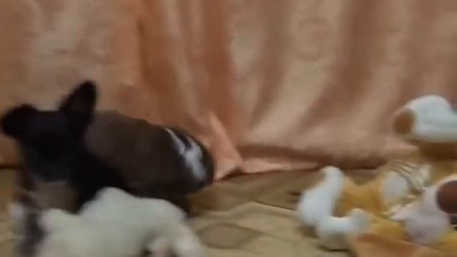 Щенки чихуа АМОР МИЛАГРО лиловый\изабелловый и черный видео 5 смотреть онлайн