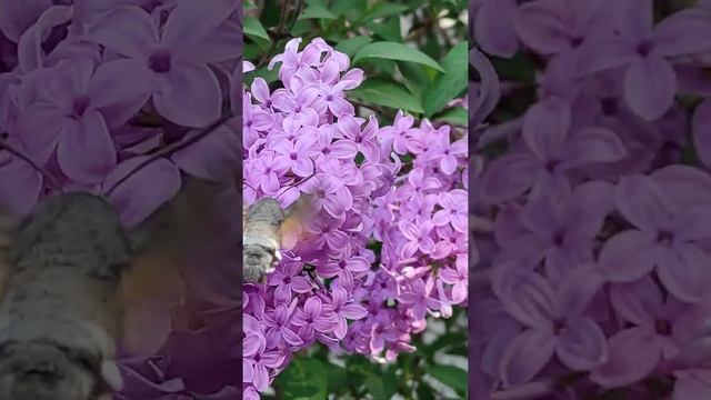 бабочка-колибри или бабочка бражник, Украина 2022 смотреть онлайн