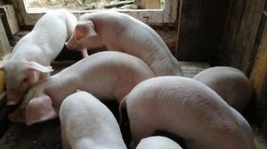 Грыжа у поросёнка.