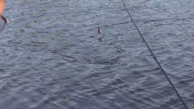 Вечерняя рыбалка на Ахтубе. Ловля крупного карася на фидер смотреть онлайн