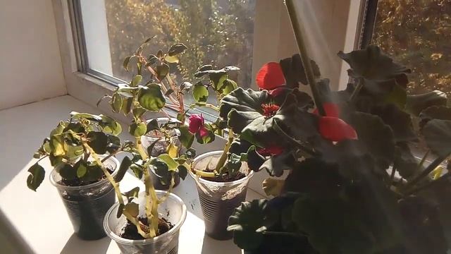 ГЕРАНЬ С НУЛЯ! ВЫРАЩИВАЕМ ГЕРАНЬ ДОМА! НОВАЯ РУБРИКА! смотреть онлайн