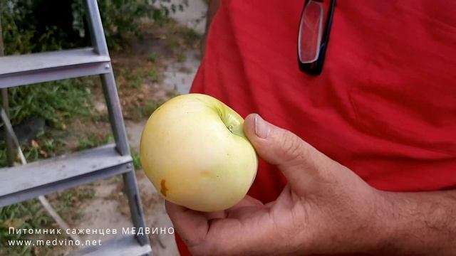 Яблоко Президент: какое должно быть смотреть онлайн