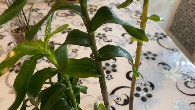 Получила две посылки …Orchids &more🌺 Orchideen Lehradt смотреть онлайн