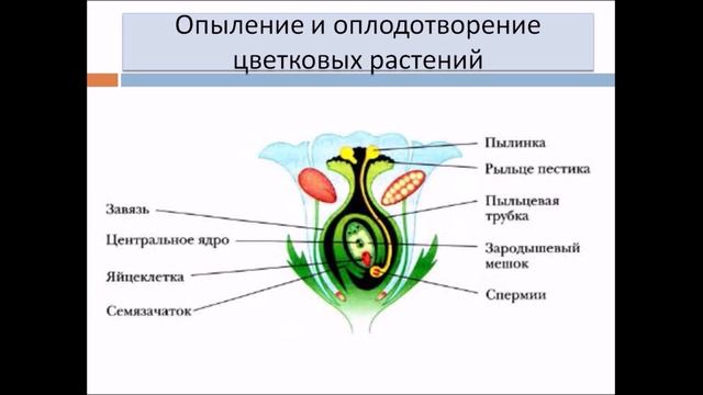 Половое размножение растений. Биология 6 класс. смотреть онлайн