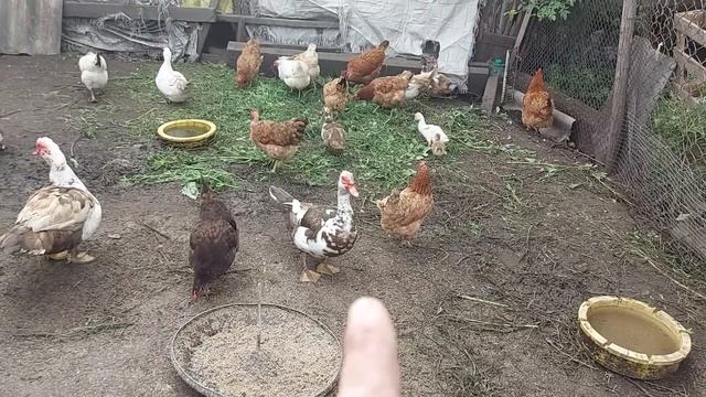 Уток будем отделять. смотреть онлайн