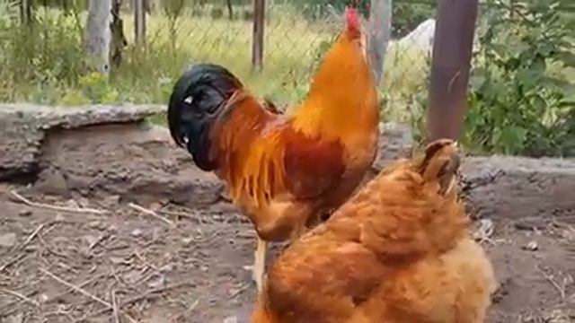 Порода курей Нью-Гемпшир смотреть онлайн