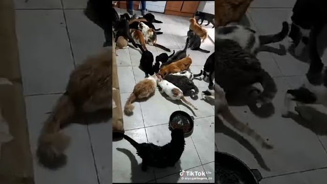 VID-20231204-WA0004.mp4