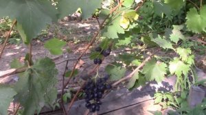 Виноград в Сибири. Сорта