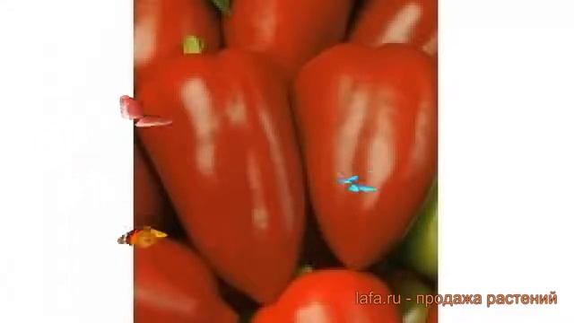 Перец сладкий Эльф (elf elf) ? сладкий перец Эльф обзор: как сажать, семена перца Эльф смотреть онлайн