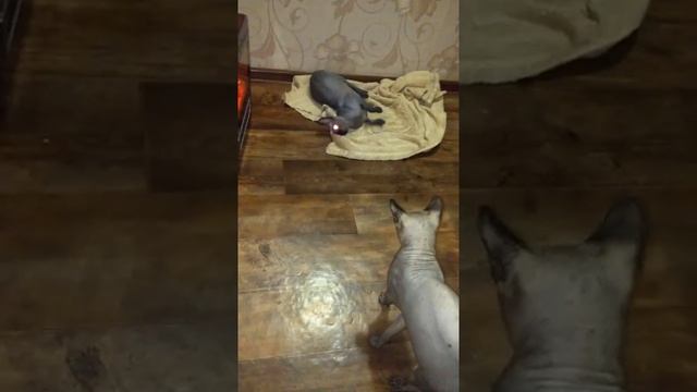 вязка сфинкс смотреть онлайн