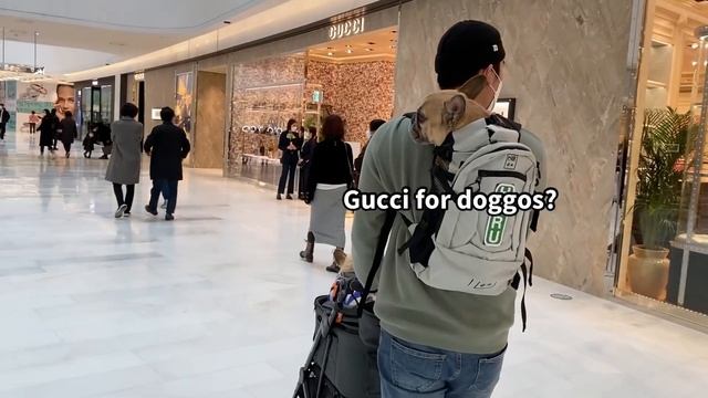 My Dogs Were Thrown Out Of This Shopping Mall | French Bulldog Tantrum смотреть онлайн