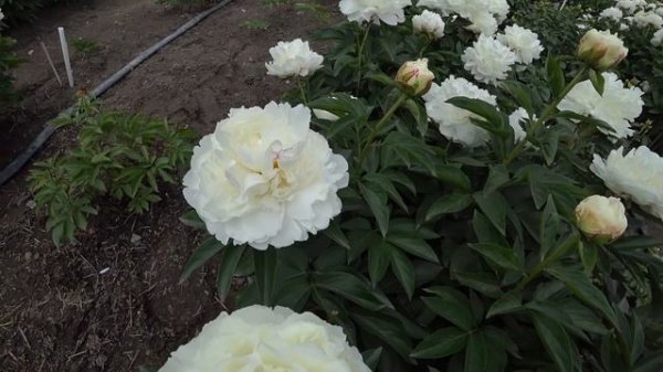 Пион Silver Slippers. Май 2018