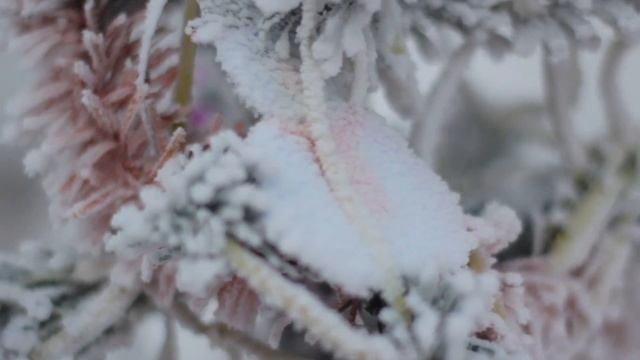 Зимняя елочка ! смотреть онлайн