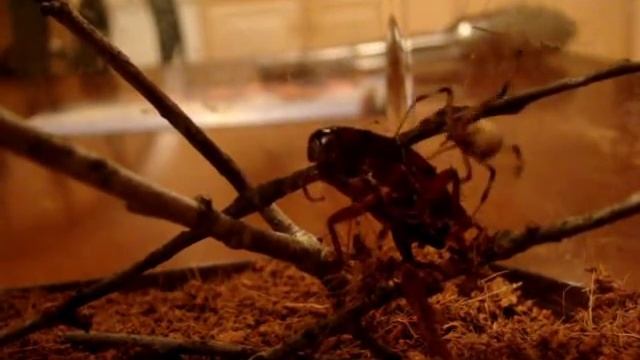 Latrodectus geometricus eating смотреть онлайн