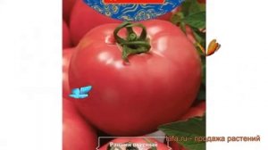 Томат обыкновенный Звезда востока F1 ? обзор: как сажать, семена томата Звезда востока F1